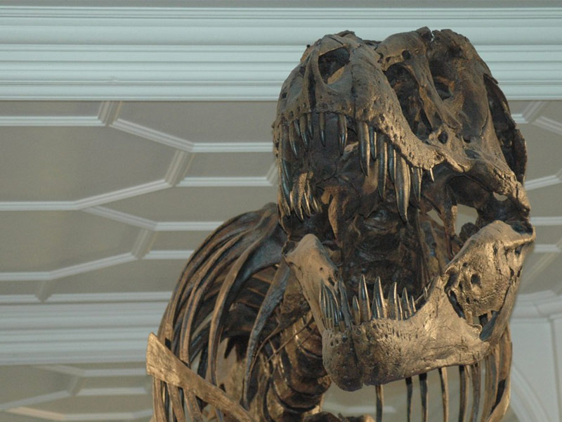 Dinosaur Fossils, Devil Hills, Badlands, South Dakota