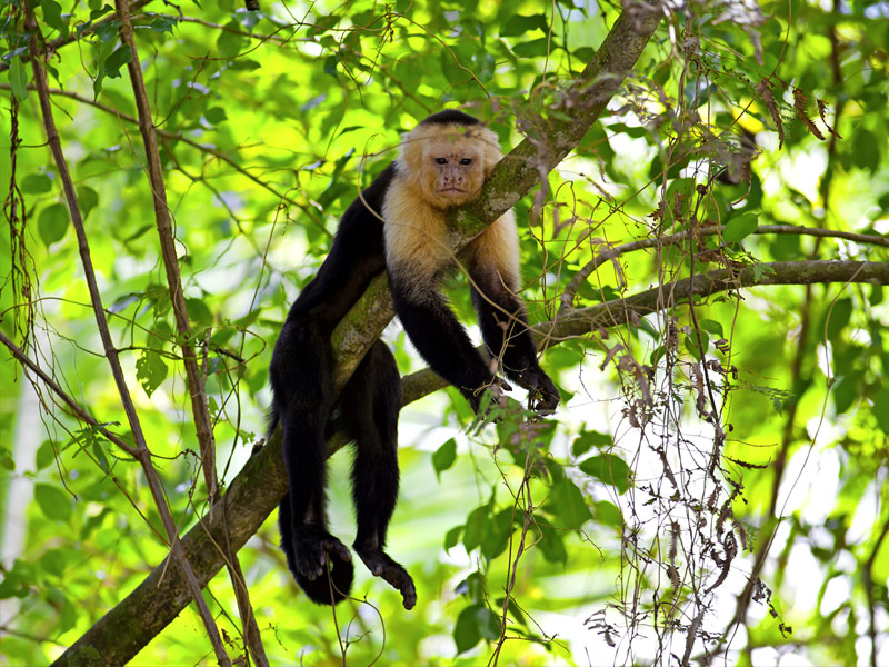 Manuel Antonio National Park, Costa Rica