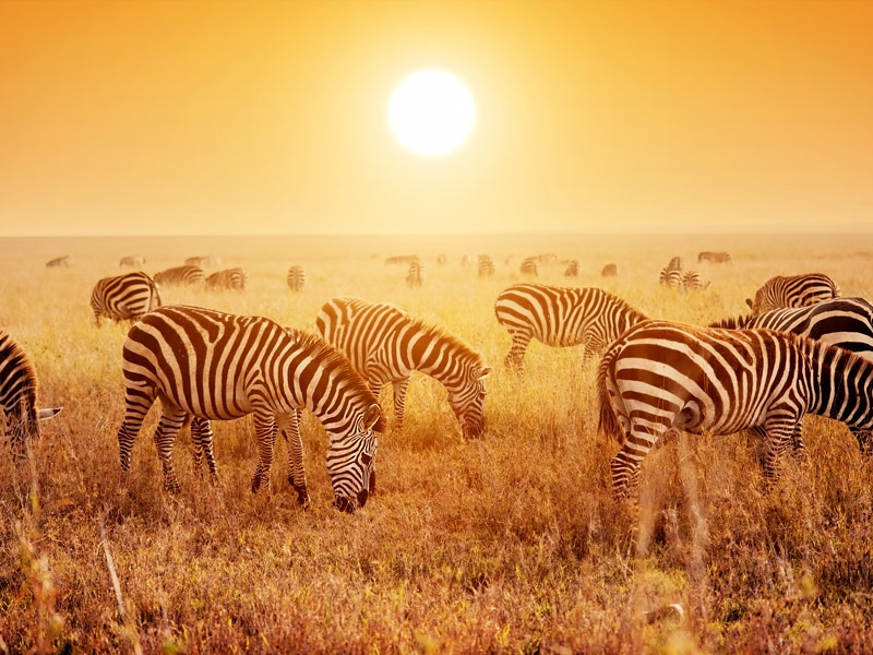 Serengeti, Tanzania