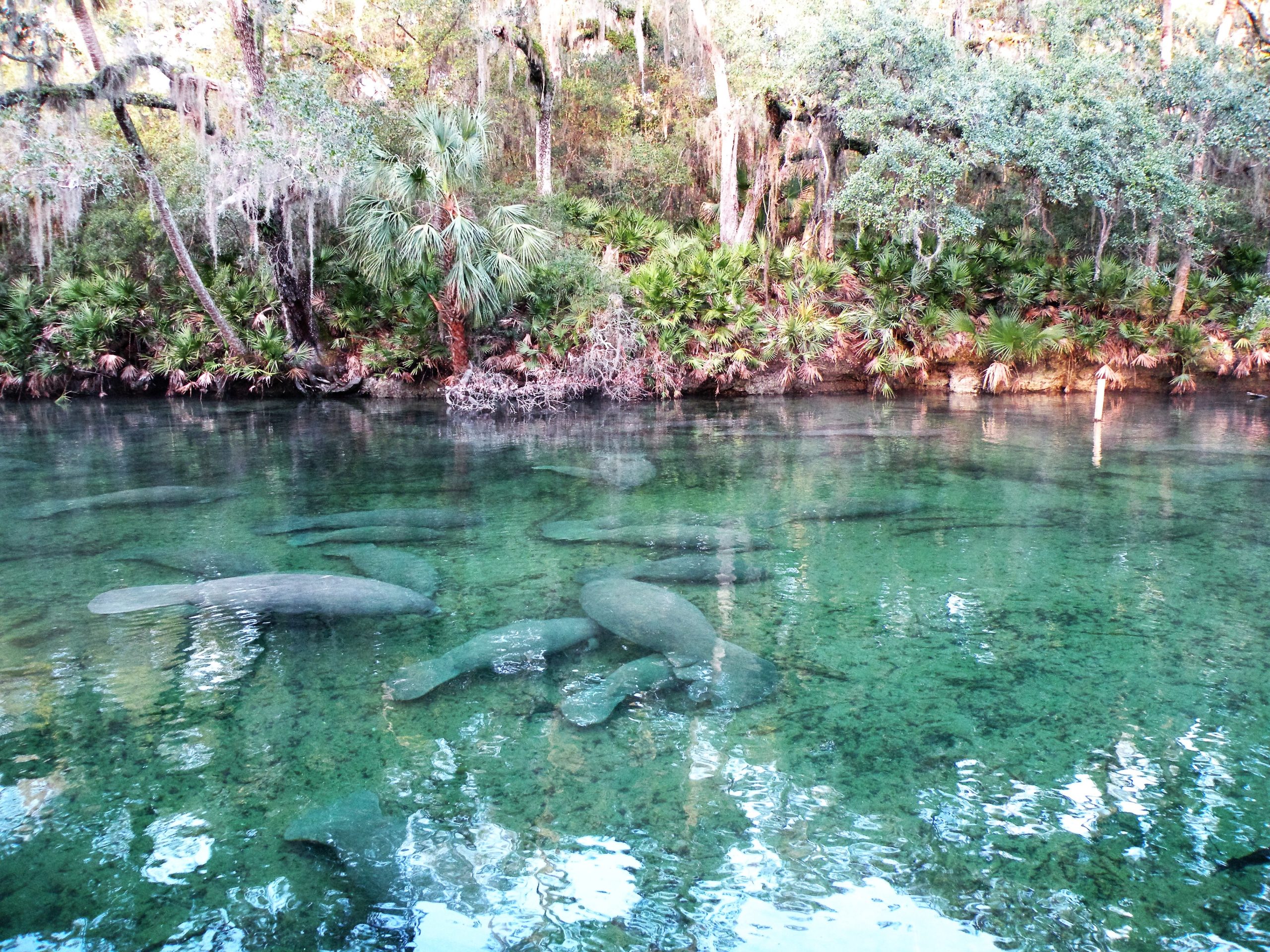 Blue Spring State Park manatees