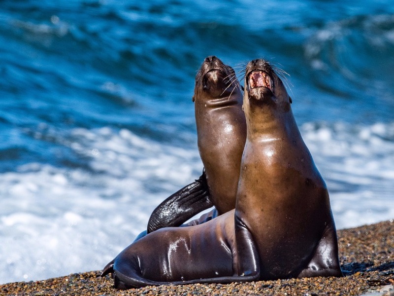 sea lions on the beach