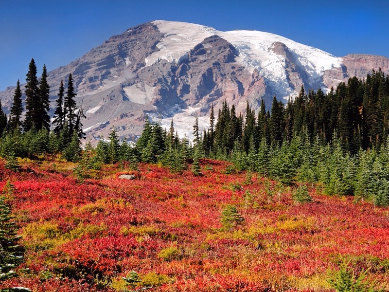 Paradise meadows at Mount Rainier