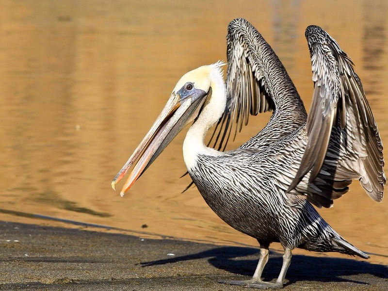 Pelican at McClures Beach at Point Reyes National Seashore