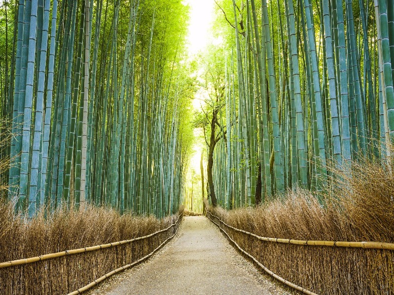 Kyoto, Japan Bamboo Forest
