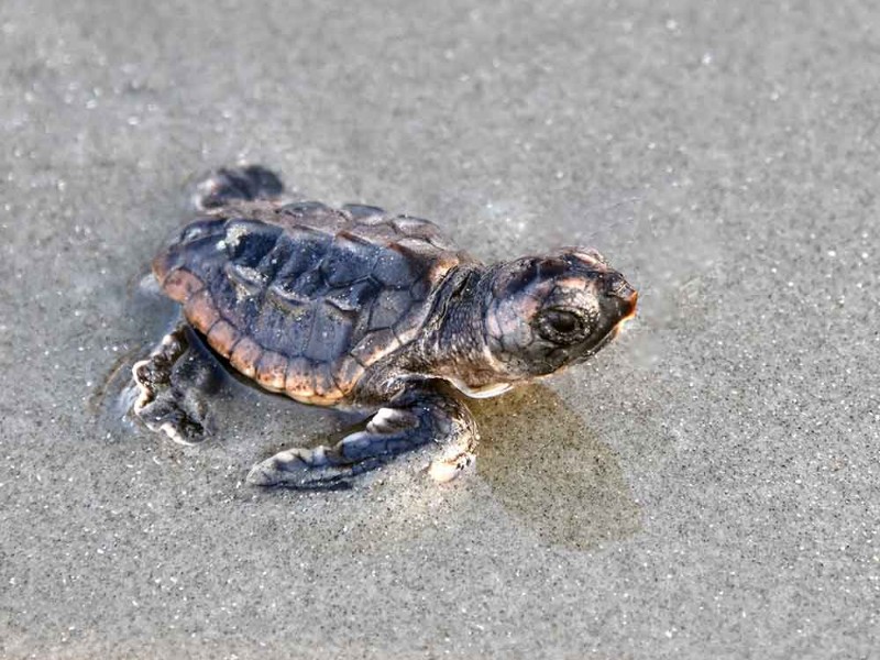The Island Turtle Team protects nesting sea turtles and hatchlings along the Isle of Palms beaches.