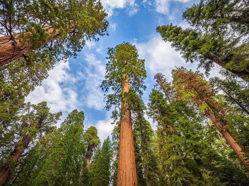 Looking up at the giant sequoia trees