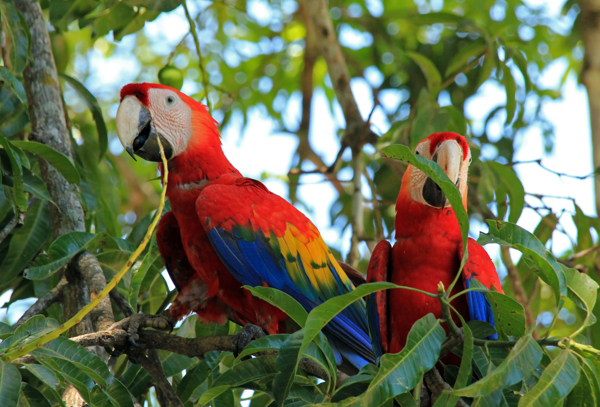 Two Scarlet Macaws 