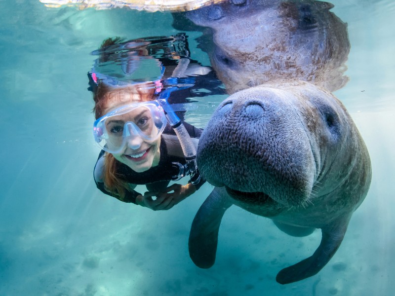 Swimming with manatees in Crystal River, Fla.