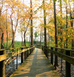 Mallard Marsh Wilderness area near Maumee Bay State Park Oregon, OH