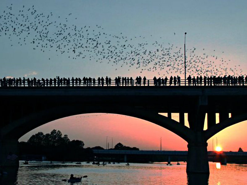 Congress Avenue Bats Bike Tour