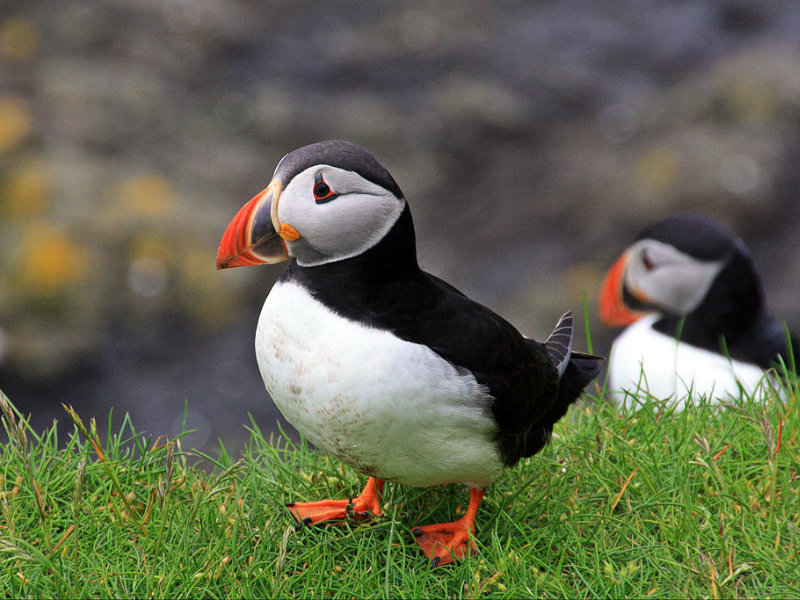 Top 10 Destinations to See Puffins (Ideas & Advice) – Holidays