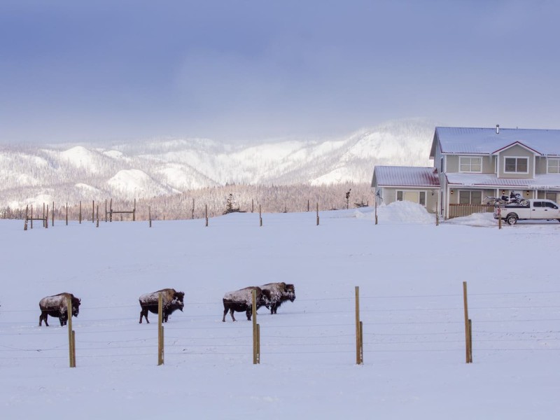 Bison at The Lodge at Eagle's Wing Ranch, Coalmont
