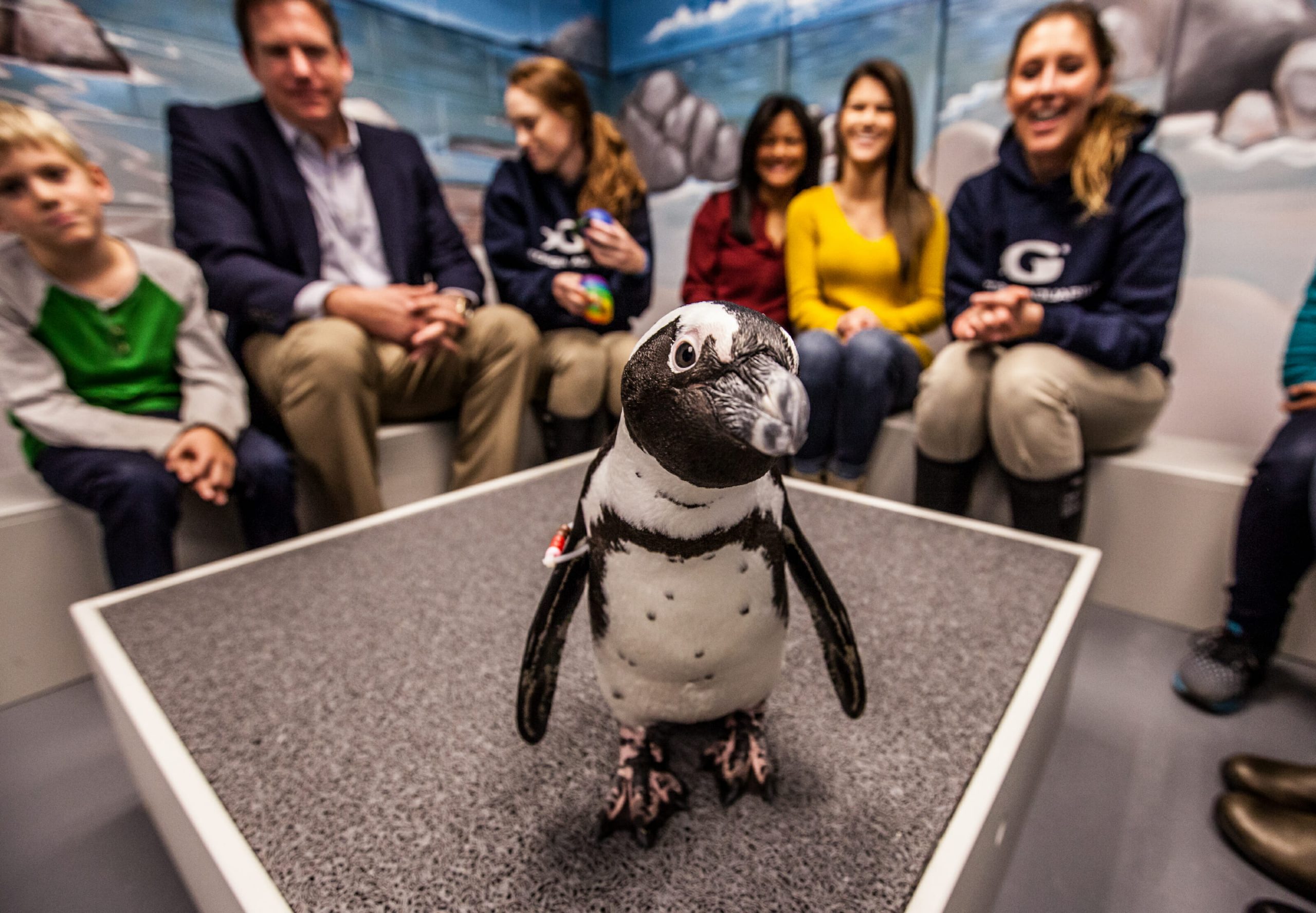 And up-close learning experience about penguins