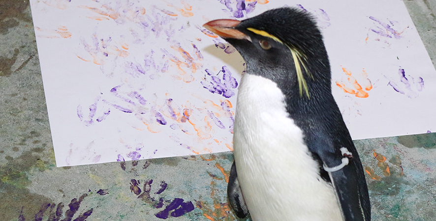 Learn about the second-largest species of penguins here