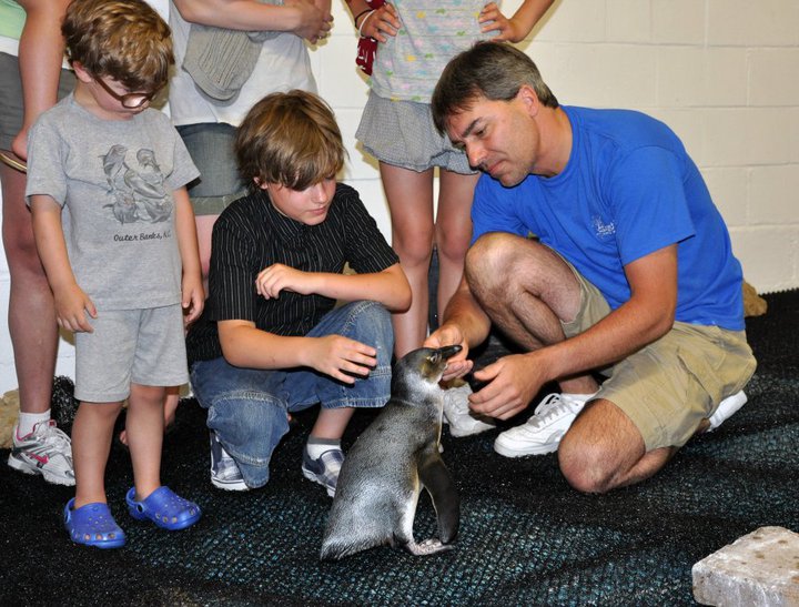 So many fun things to learn about penguins!