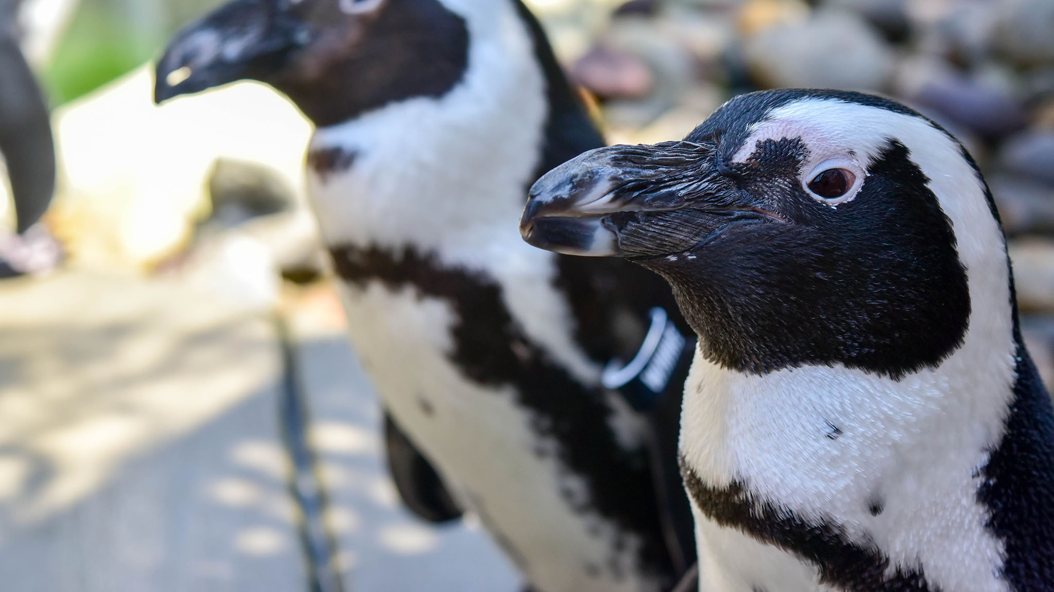 Meet and greet endangered penguins
