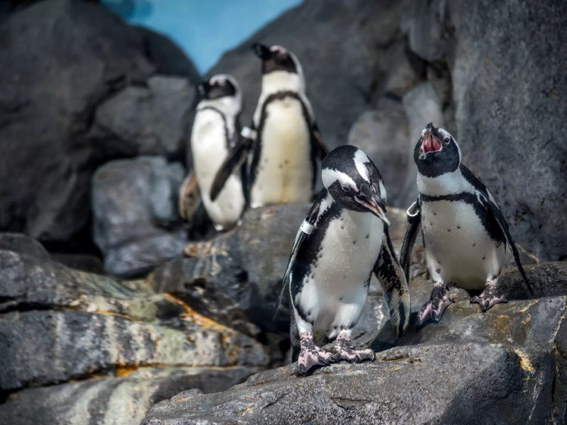 Get to know the penguins' unique personalities