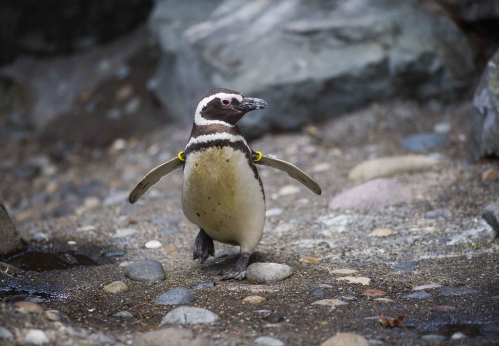 Meet all the adorable penguins here