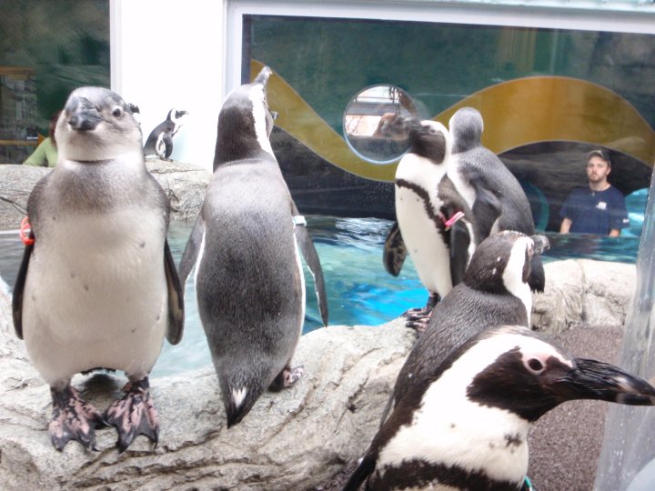 Waddle on over to this really cool exhibit 
