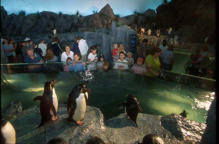 People of all ages love penguins