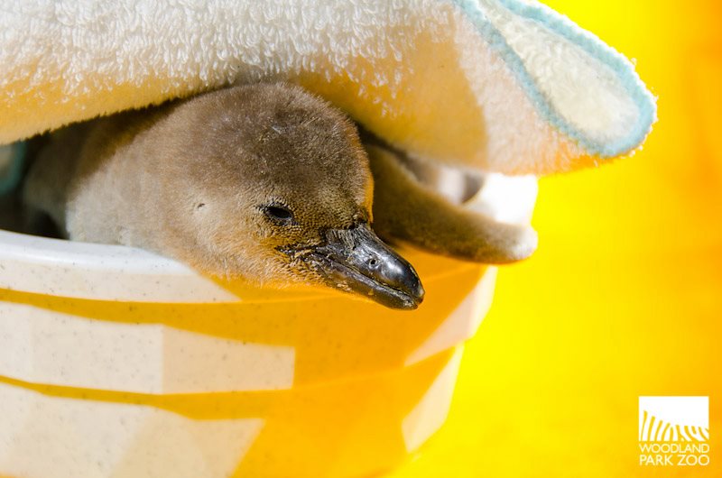 An opportunity to see newborn penguins!