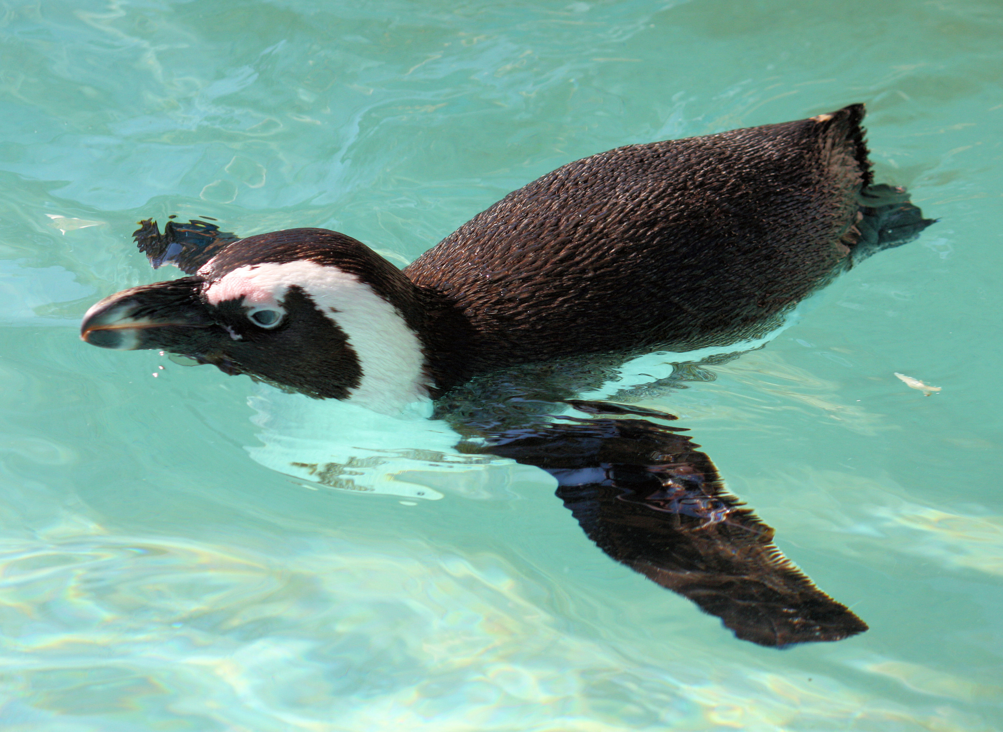 Watch the penguins swim together