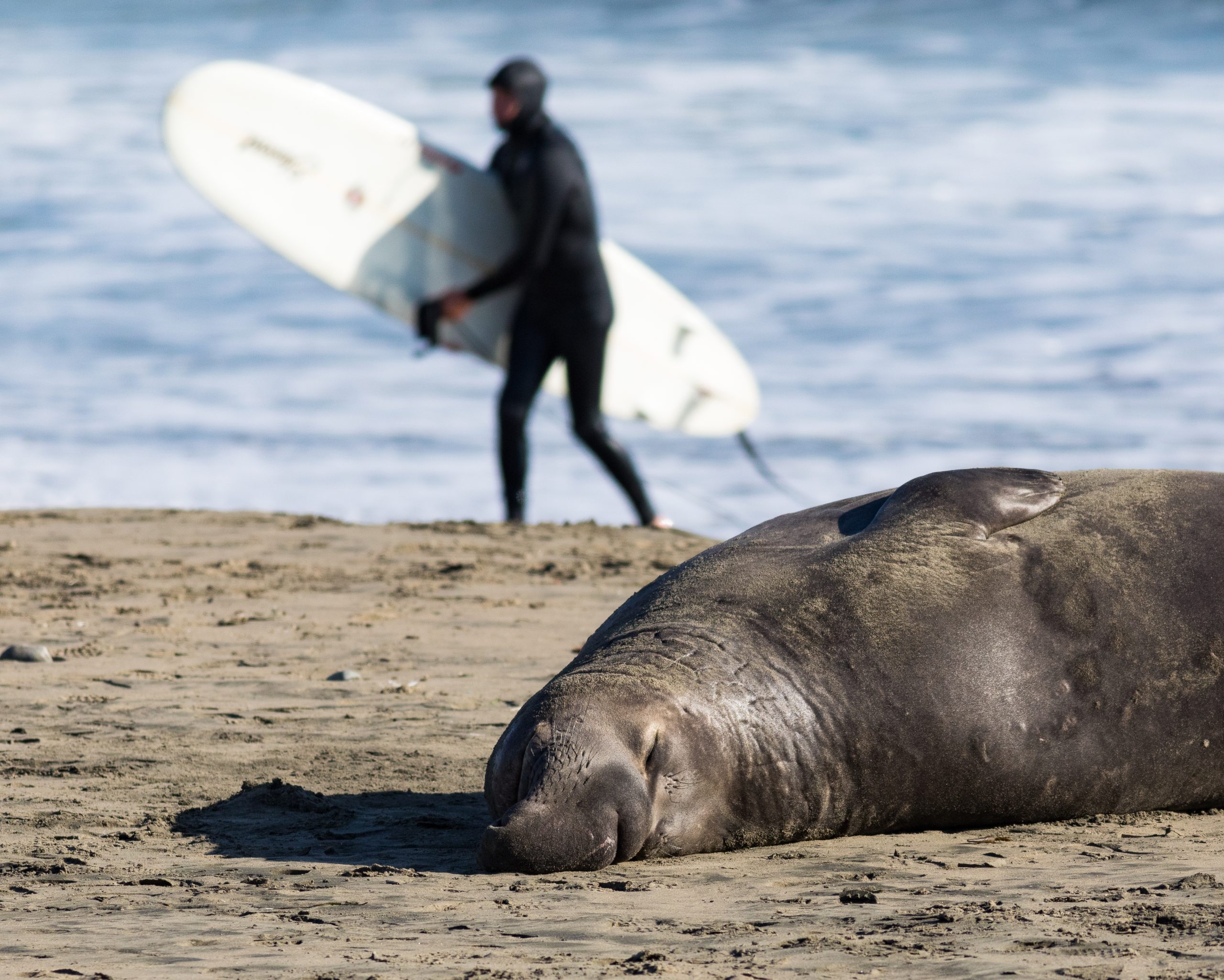 6 Best Places to See Elephant Seals in California – Holidays
