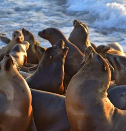 seals on a rocky beach enjoying the sunshine